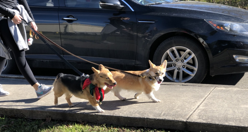 Kia and Corgis.